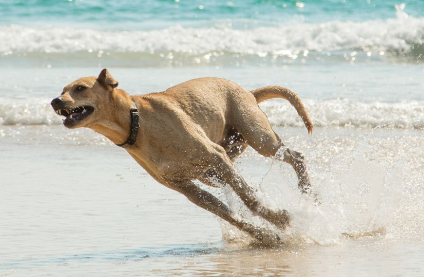 Un perro corriendo rápido sobre la arena.