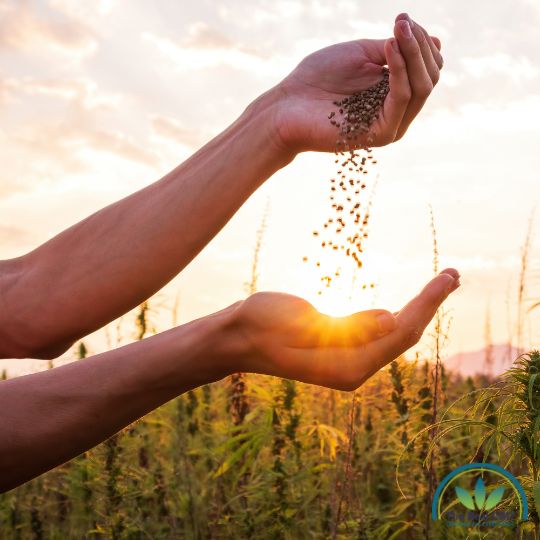 Hands that show hemp seeds