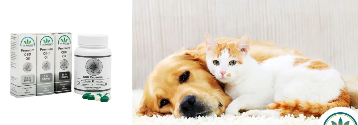 Un perro y un gato tumbados juntos en paz