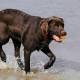 Max corriendo por la playa