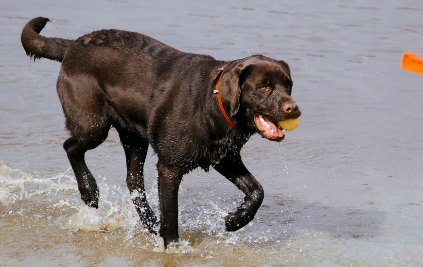 Max corriendo por la playa