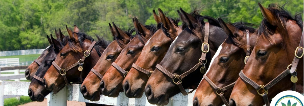 Línea de caballos junto a una valla