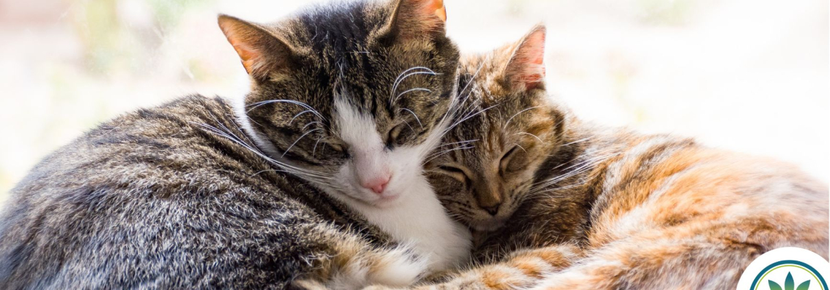 2 gatos durmiendo juntos
