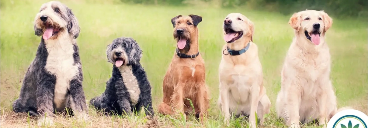 5 perros sentados en fila en un campo