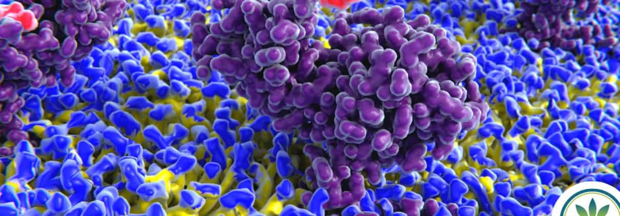 Imagen en color sobre las células inflamatorias