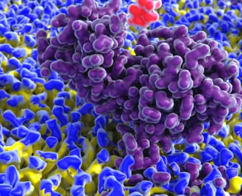 Imagen en color sobre las células inflamatorias