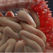 the-real-cbd-blog-cbd-para-la-diverculitis Picture of the large intestine