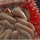 Picture of the large intestine