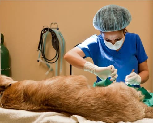 Un veterinario opera a un Golden Retriever