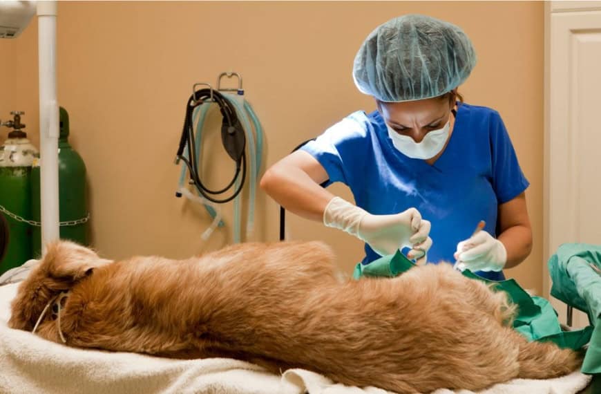 Un veterinario opera a un Golden Retriever