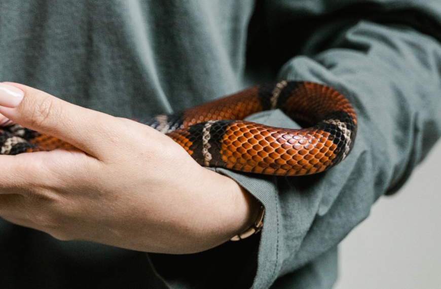 Hombre sosteniendo una serpiente roja