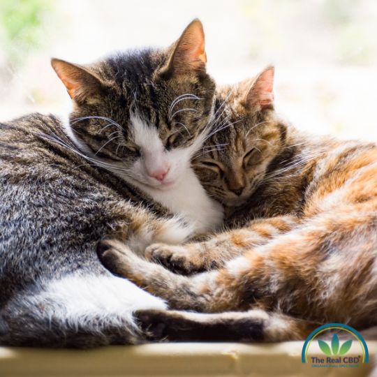 dos gatos disfrutando del sol