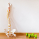 Columna vertebral de plástico con escoliosis apoyada contra una pared y algunas pesas en el suelo al lado.