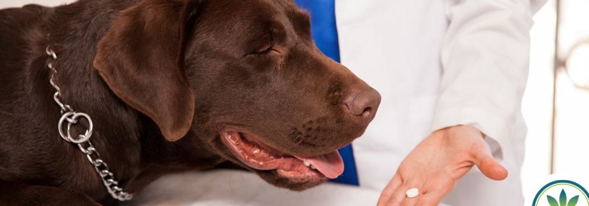 Brown Lab huele una pastilla en la mano del veterinario.