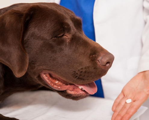Brown Lab huele una pastilla en la mano del veterinario.