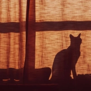 the-real-cbd-blog-CBD-para-gatos-hiperactivos-por-la-noche Silueta de un gato junto a una ventana por la noche