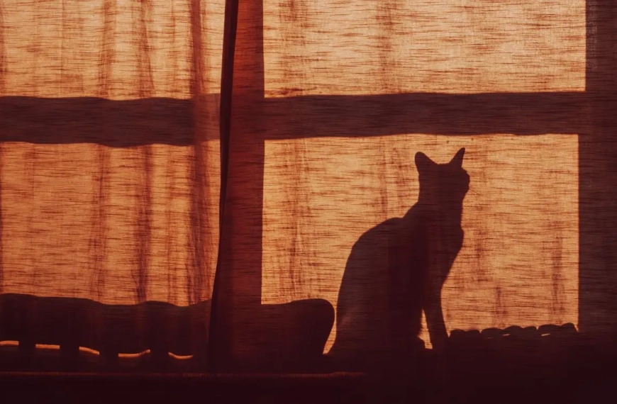 Silueta de un gato junto a una ventana por la noche