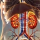 Infografía de los riñones humanos en un torso