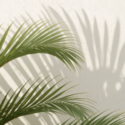 the-real-cbd-blog-Lo-que-la-mayoría-de-las-marcas-de-CBD-no-le-dicen Hojas grandes con su sombra en una pared