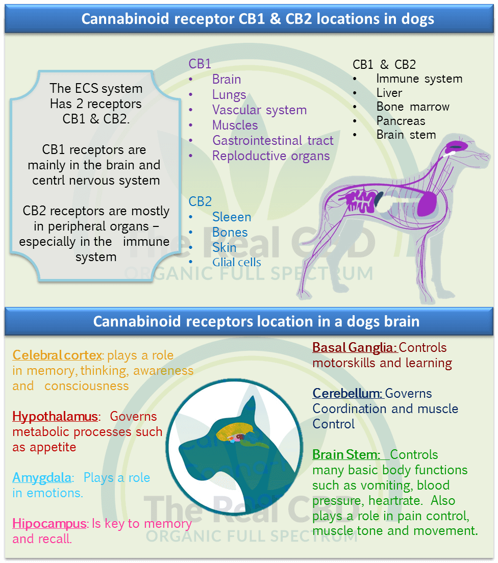 Infografik zum ECS-System bei Hunden