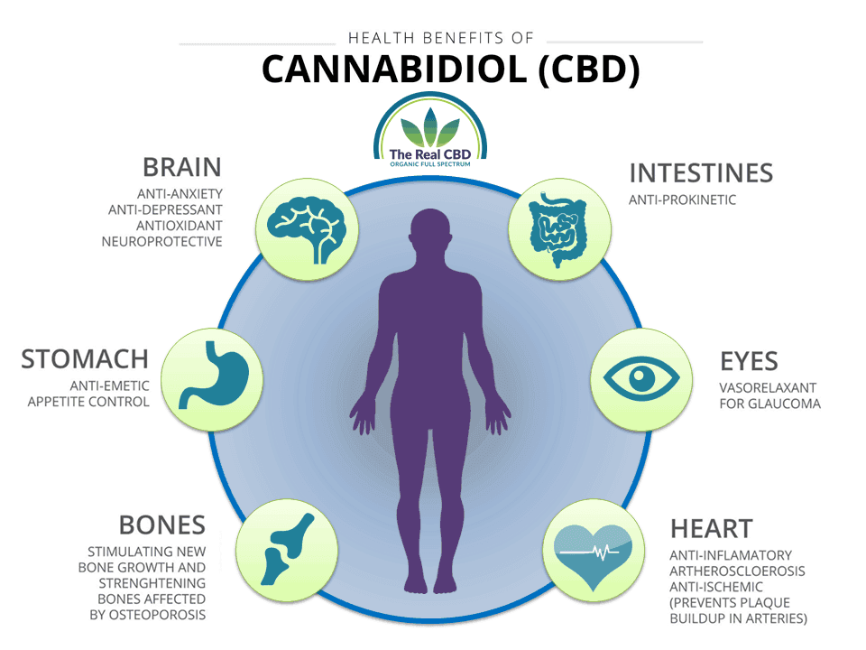 Das echte CBD - Cannabidiol und unser Körper