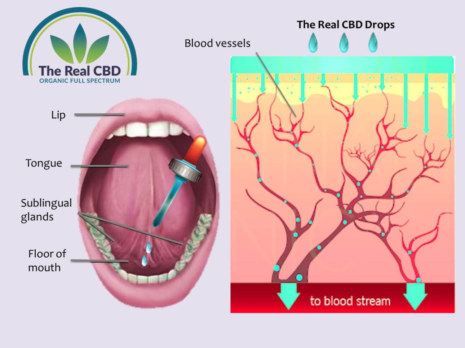 Infographie sur la prise d'huile de CBD Comment prendre l'huile de CBD