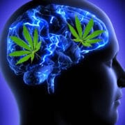 cannabis on the brain