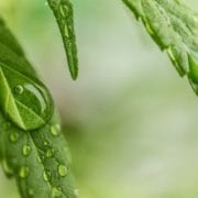Wasser auf dem Blatt Wasser auf Hanfblatt