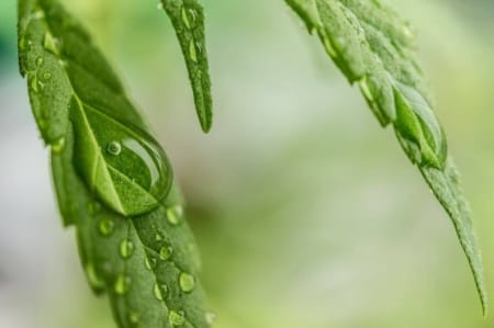 Water on hemp leaf