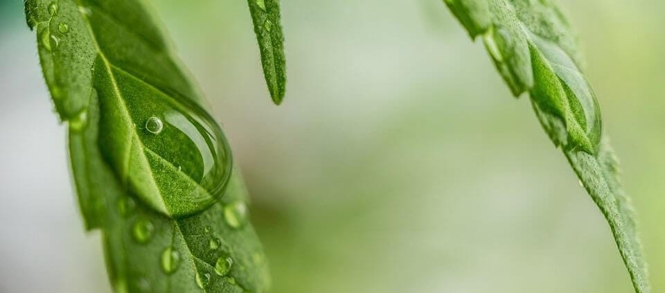 Water op hennepblad