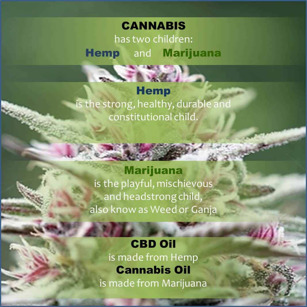 The Real CBD - Hemp vs. Marijuana explanation