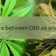 CBD-Öl vs. Cannabisöl Hanfblätter und Marihuana-Blüten
