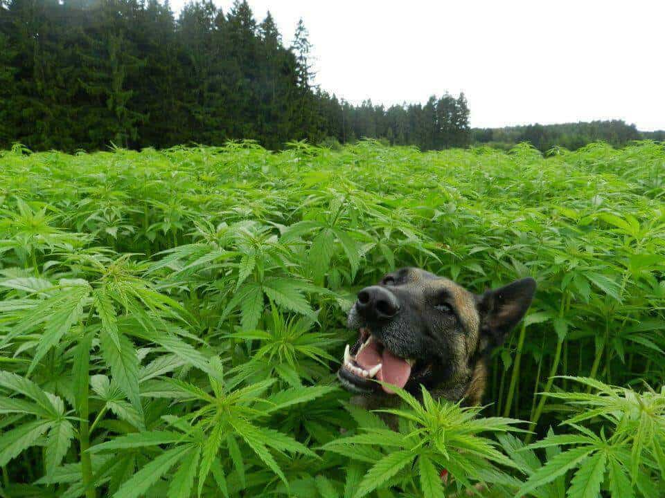 dog-field-hemp