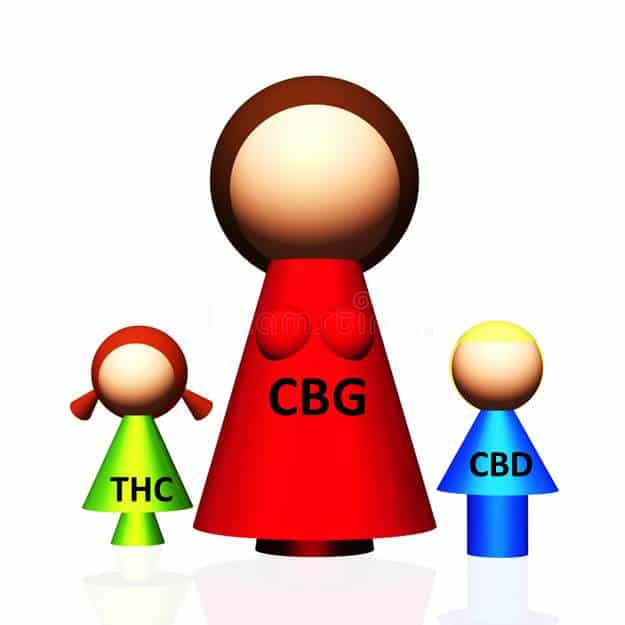 Teh Real CBD -CBG ist die Mutter der Cannabinoide