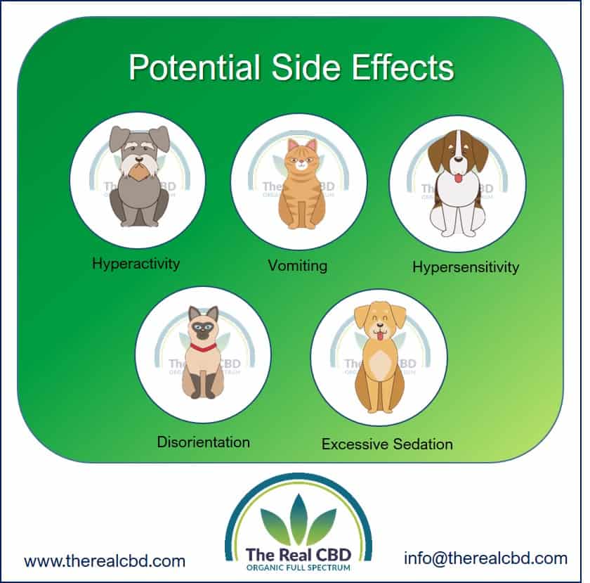 L'huile de CBD pour les animaux de compagnie