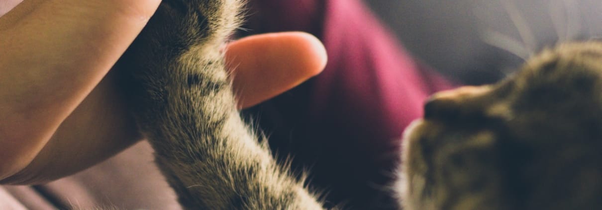 Kat die een high five geeft aan een vrouw