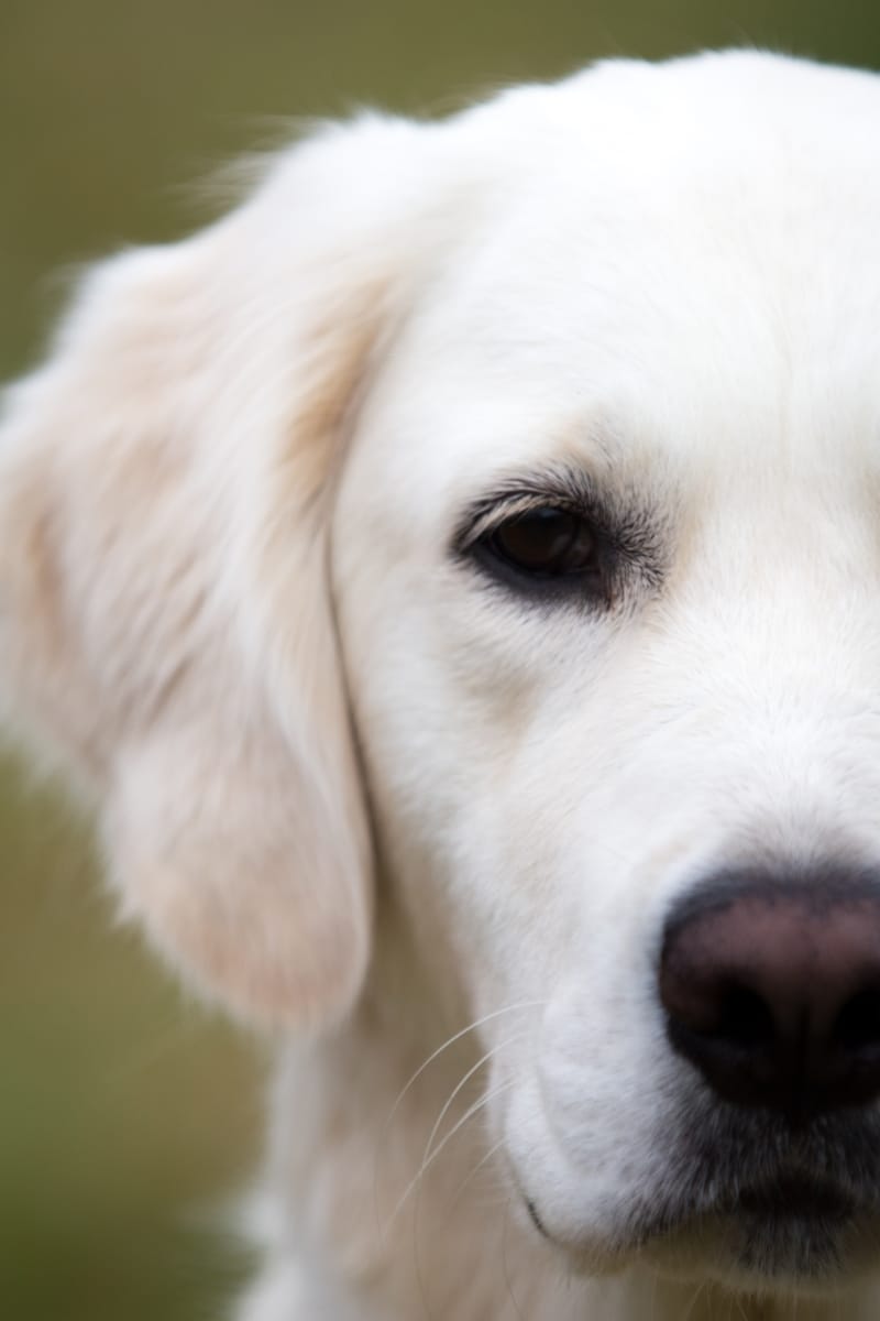 Golden retriever face