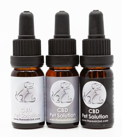 The-Real-CBD-Blog-Is-it-safe-to-give-my-dog-cbd-oil