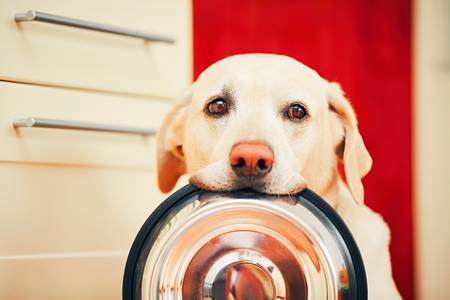 Dog with bowl