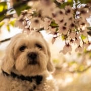 The-Real-CBD-Blog-Is-CBD-Oil-Safe-For-Dogs Weißer Hund unter einem blühenden Mandelbaum