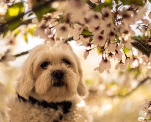 Witte hond onder een bloeiende amandelboom