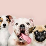 The-Real-CBD-Blog-Is-It-Safe-To-Give-CBD-Oil-To-Dogs-Line-of-dogs Hundeaufstellung auf rosa Hintergrund