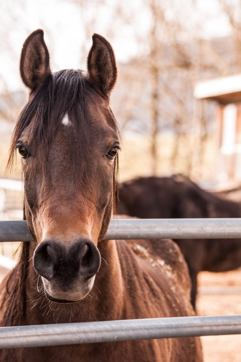 Horse by a fence