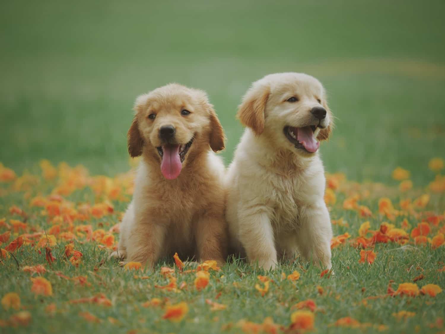 2 Golden Retriever Welpen auf einer Wiese mit Herbstlaub