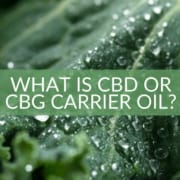 What is CBD or CBG carrier oil The Real CBD What is CBD or CBG carrier oil The Real CBD