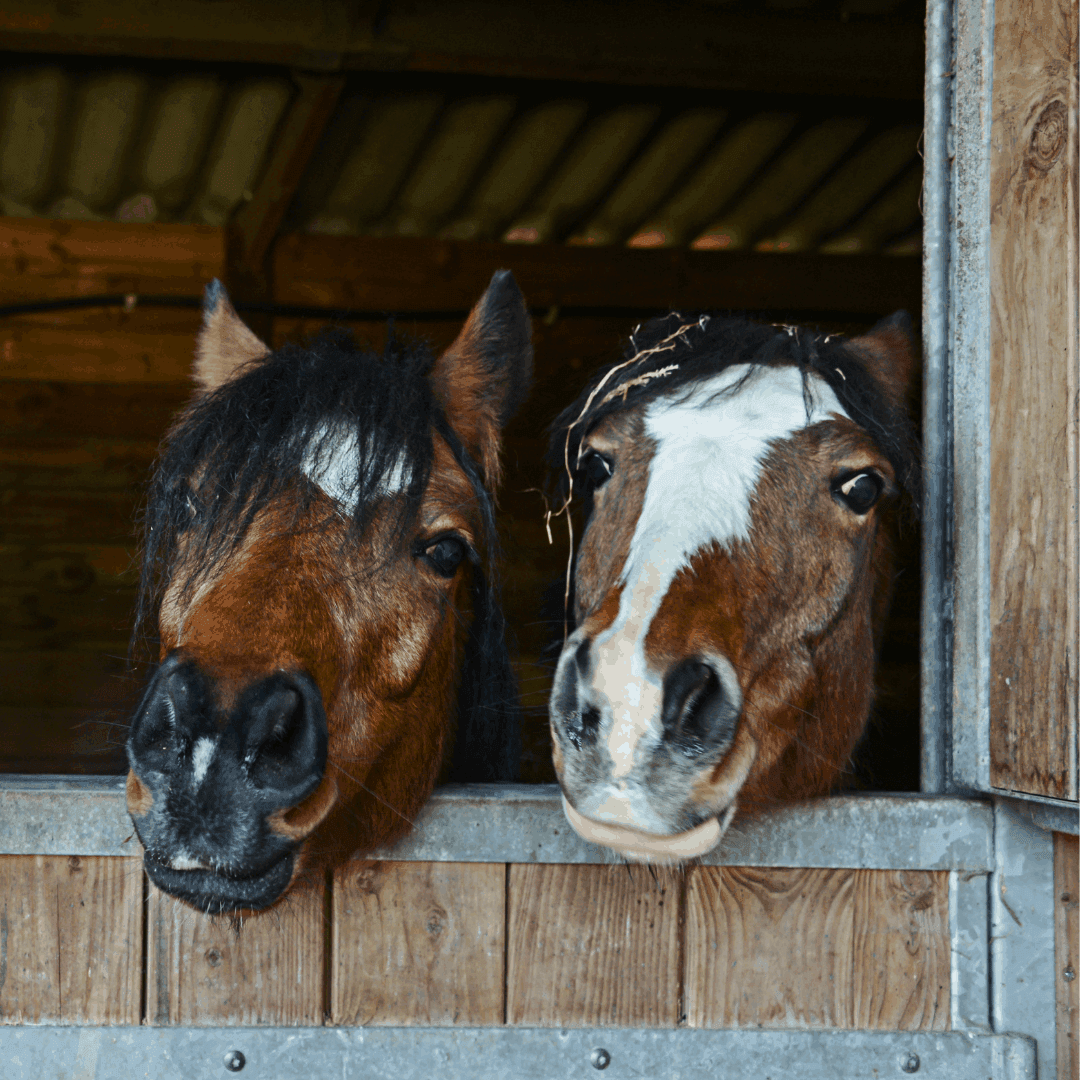 2 horses in a stable
