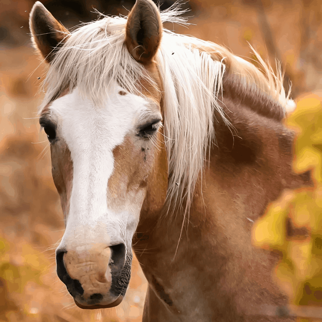 the-real-cbd-page-cbd-oil-for-horses-side-effects