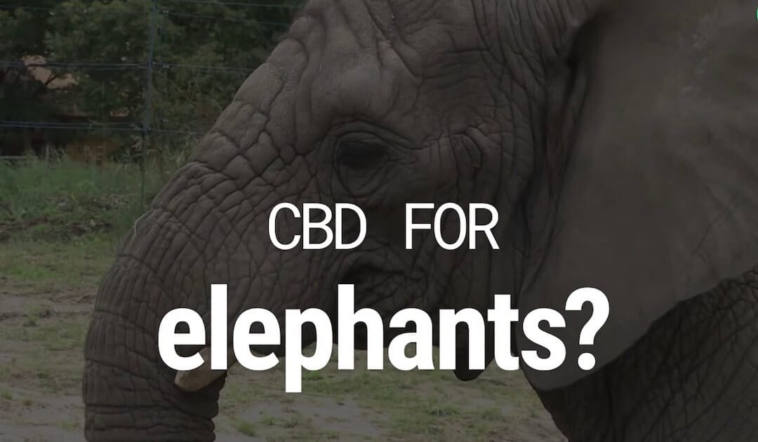 CBD-Öl für Elefanten Rüssel eines Elefanten