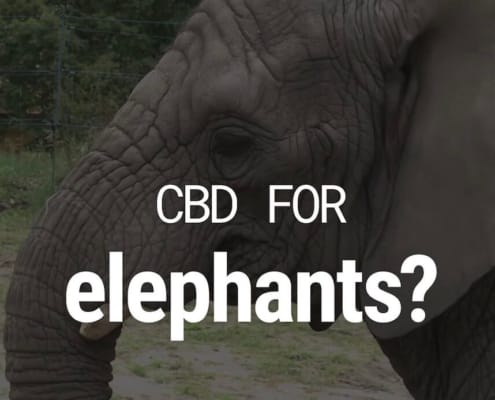 Slurf van een olifant