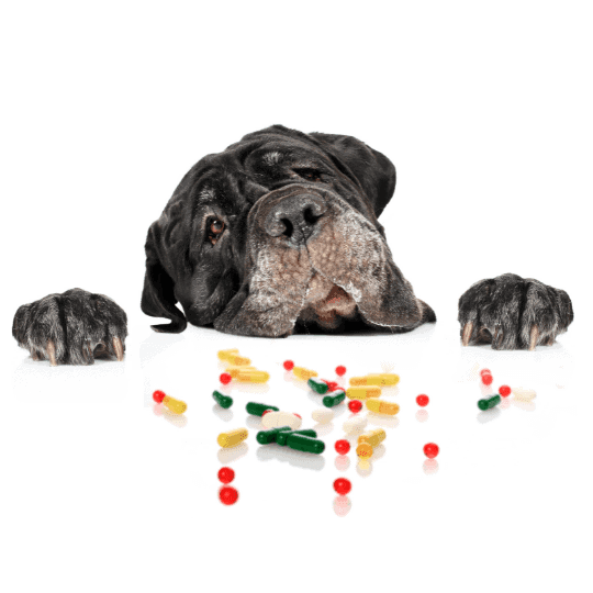 The-Real-CBD-Blog-Kann-CBD-Öl-für-Hunde-mit-anderen-Medikamenten-verwendet-werden